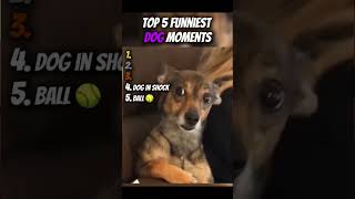 dog mentality 🤣 #funny