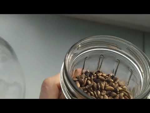Как прорастить семена расторопши в домашних условиях для еды