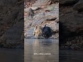Black Panther Vs Leopard