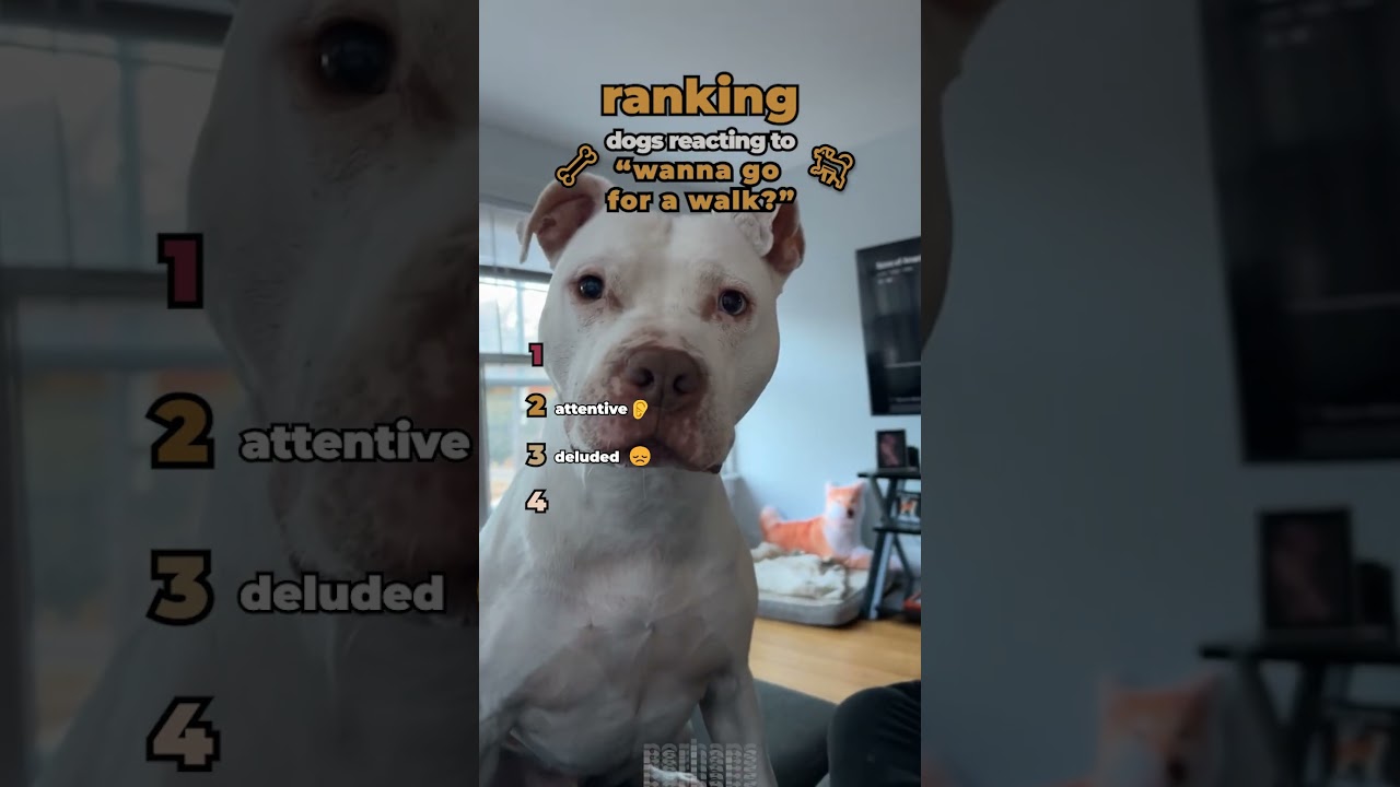 Trial | Dogs