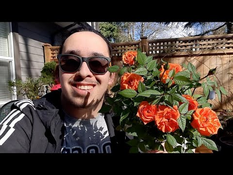 Video: Parade Rose Care: hoe u paraderozen in de tuin kunt laten groeien