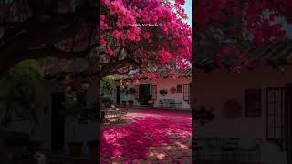 Download Lagu Charcha❤️#trending #love #punjabi #punjaabi #song #punjabisong #shorts #youtubeshorts #instagram MP3 Download Lagu Charcha❤️#trending #love #punjabi #punjaabi #song #punjabisong #shorts #youtubeshorts #instagram MP3