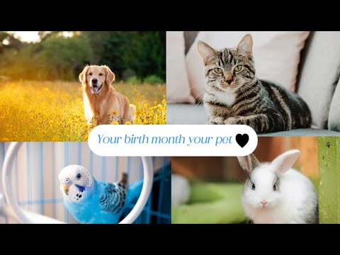 Your birth month your pet