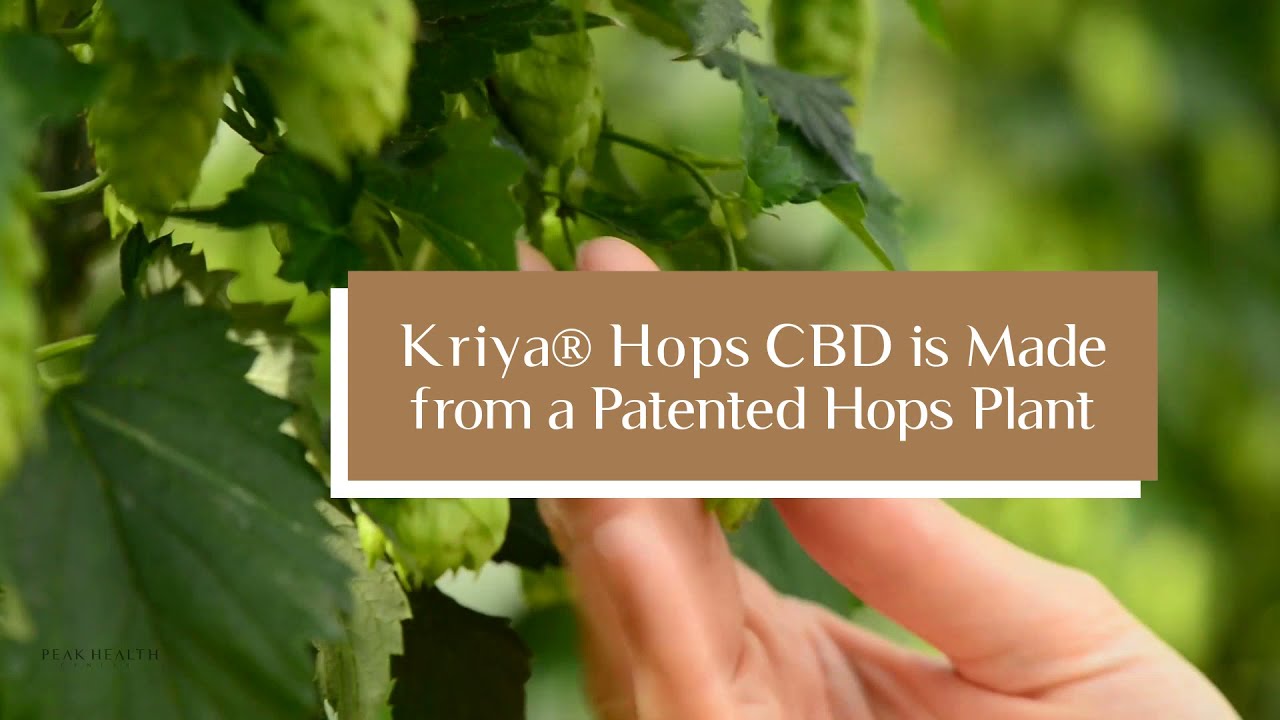 Kriya® Hops 600mg MCT Oil | Peak.Health