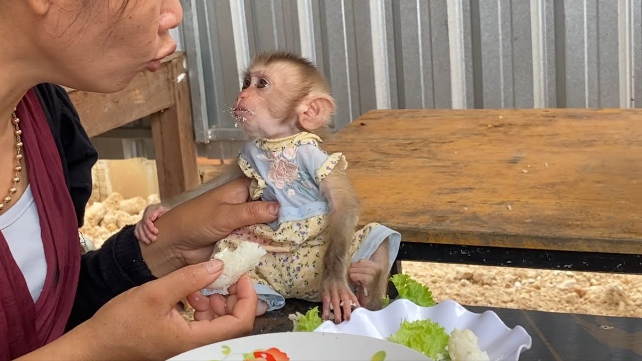 Delicious!! The adorable monkey LIORA enjoys lunch with her family ...