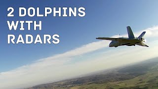 Two Dolphins With Radars