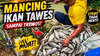 🎣 MANCING IKAN TAWES GILA-GILAAN! 😱 Sampai Tremos Gak Muat, Strike Tiada Henti! di desa RR