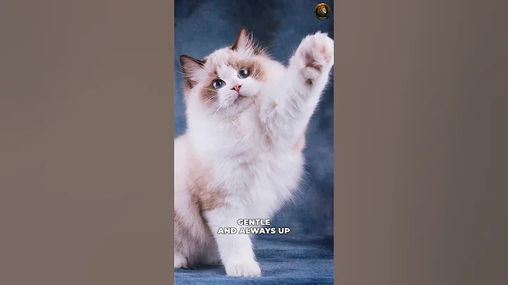 Video 7630331: cat dog breeds