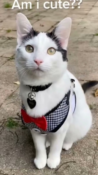 KUCING BELLA ❤️ #cat #animals #kucinglucu #kucing #pets #cats #kucingimut #shorts #shortvideo