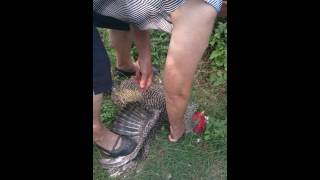 Strina Kills Chicken Strina Kills Chicken
