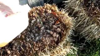 Urine Composting Compost your Pee