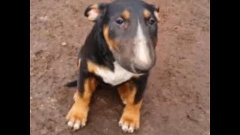 Gmod Rdm Video Clip (official)