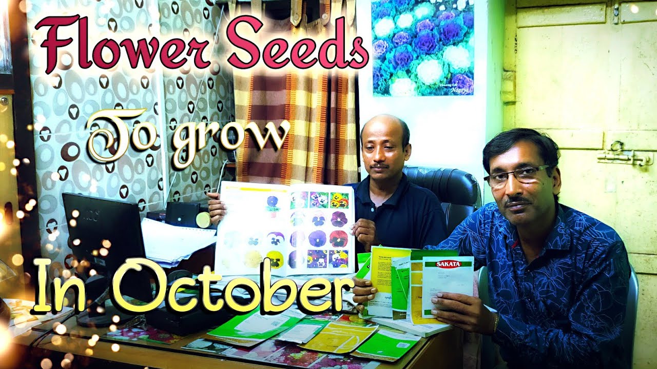 World S Best Quality Seeds To Grow In October My Winter Flower Seeds Shopping Youtube