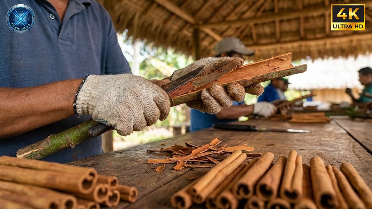 Inside a Cinnamon Peeling Center: Rolling Quills from Ancient Tree Bark