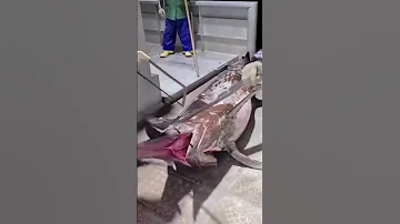 Это одна из самых быстрых рыб в океане #shorts