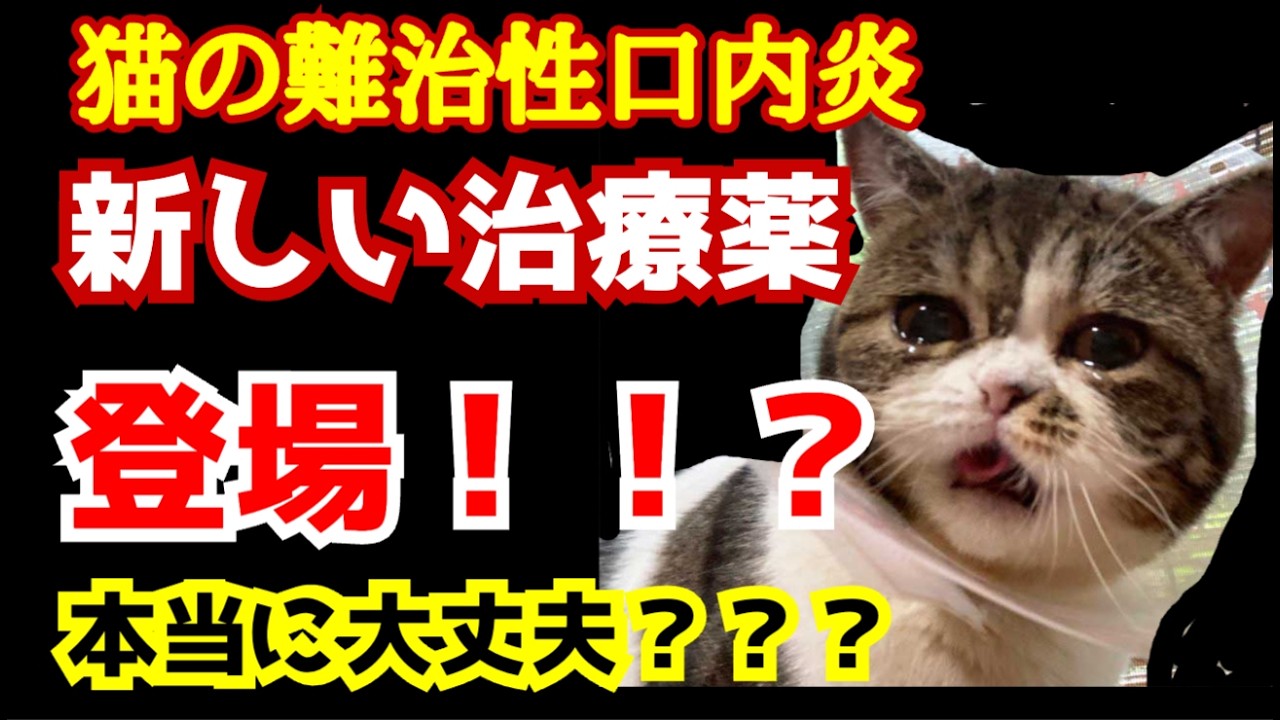 【FIP治療】猫の口内炎に海外未承認薬？“新しい薬”に飛びつく前に聞け｜第163話＠猫伝染性腹膜炎