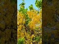 जोधपुर 💙 #jodhpur #rajasthan #jodhpur #summer #trip #tourism #tour #history #india #thar #news #love