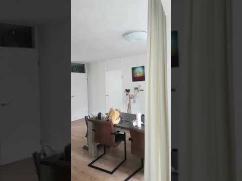 Chica Ara Maracana op haar speelboom. En komt 2x aangevlogen.