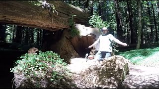 Hapi Drumday from the Majestic Redwoods Forest of Northern California by WeekendFrontier 25 views 6 months ago 3 minutes, 1 second