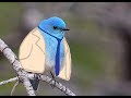 Bluebird Destiel Song on the Ukulele