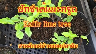 ปักชำกิ่งมะกรูด 12.07.2016 Kaffir lime tree