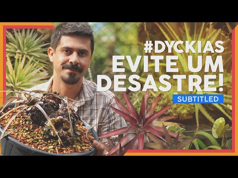 Vídeo: Dyckia Bromeliad Care - Saiba mais sobre as condições e cuidados de cultivo de Dyckia