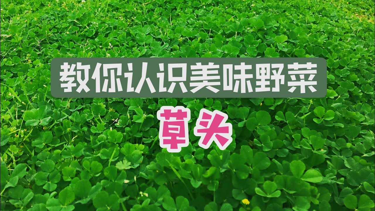 认识美味野菜 草头 Youtube