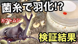 カブトムシを菌糸とマットで成虫まで育ててサイズを比較してみた【カブトムシ飼育】