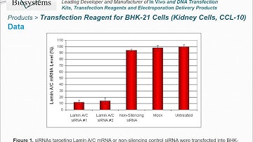 Altogen Biosystems BHK-21 Transfection Kit