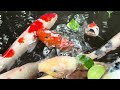 Carp 鯉 koi fish