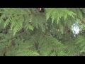 Western Red Cedar - Thuja Plicata Western Red Cedar - Thuja Plicata