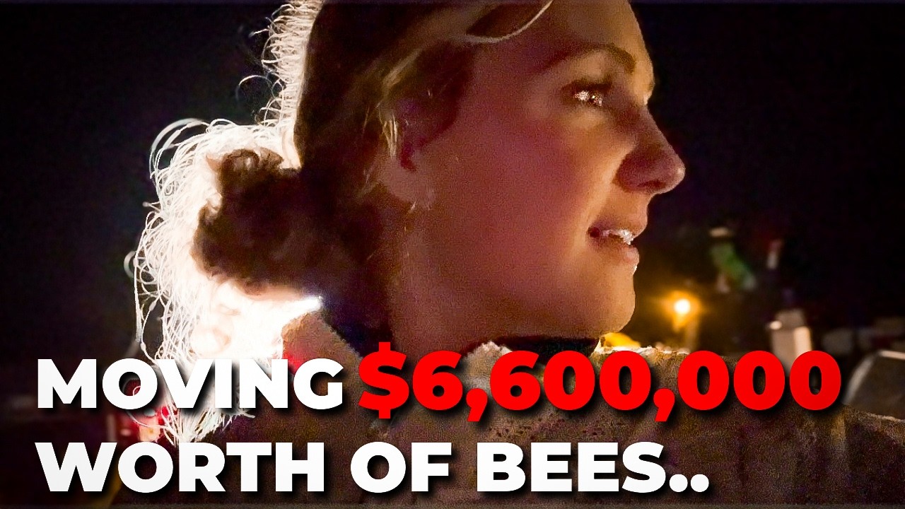 Это самая опасная часть пчеловодства (сезон сбора миндаля) 