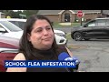 Ongoing flea infestation at elementary school has parents taking extra precautions