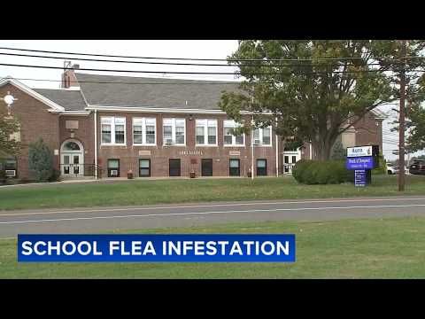 Ongoing flea infestation at elementary school has parents taking extra precautions