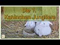 Die 1. Kaninchen Jungtiere 2024 sind da 😀