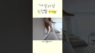 개말라냥 브이로그 2탄