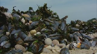 Mussels Line North Shore Beach