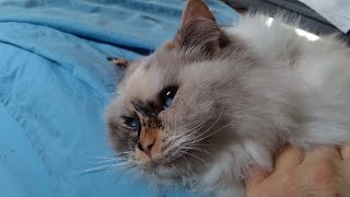 Beautiful Blue eyes 60 seconds of cuddles