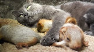 La gatta che ha adottato 4 scoiattoli: quando la natura ci insegna ad amare