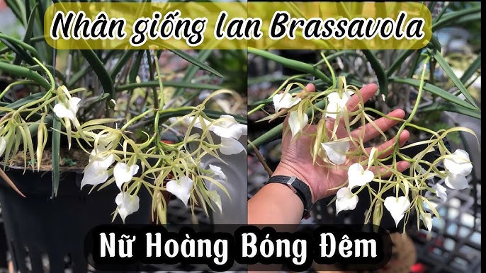 Hoa Lan Nữ Hoàng Bóng Đêm - Brassavola | [Hoa Lan Tâm Thiện] - Youtube