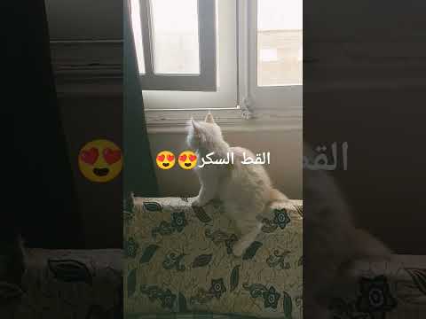 القط السكر قطط سكر قطط جميلة قطط كيوت    