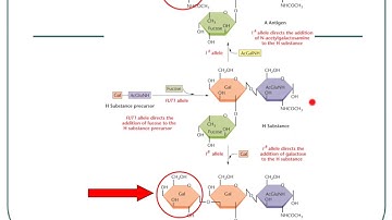 Genetics: Neo-Mendelian