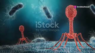 Bacteriophages: Tiny Viruses with a Big Impact on Bacteria  #bacteria #virus #lifecycles