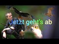 Brachvögel, Störche Greifvögel ... Eine ent/spannende Tour mit tollen Sichtungen