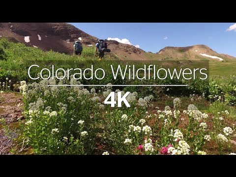 Vídeo: Crested Butte Es La Capital De Flores Silvestres De Colorado: Aquí Está El Por Qué
