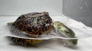 Frog vs Giant Puffer Fish (LIVE FEEDING WARNING)