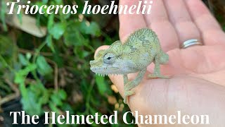 Meet the Helmeted Chameleon!