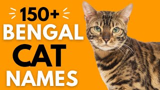 150+ Beautiful BENGAL Cat Names |Top Bengal Male and Female Cat Names by Dog and Cat Names 1,096 views 1 year ago 8 minutes, 36 seconds