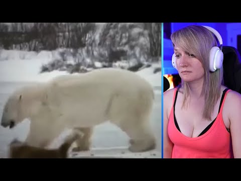 15 Brutal Moments When Bears Hunt Mercilessly Part 1 | Pets House