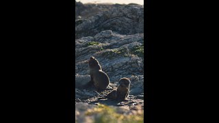 Seals in Kaikōura, New Zealand